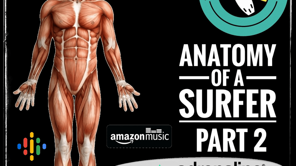 Anatomy Of A Surfer Pt2
